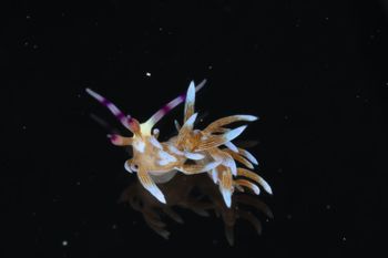 Media type: image;   Malacology 393738 Description: live specimen;